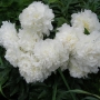 Bijūnas (Paeonia) 'Puffed Cotton'